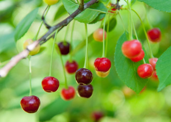 Red cherries on the branch, summer day