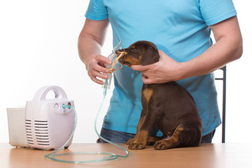 Veterinar and puppy  with inhaler with inhaler