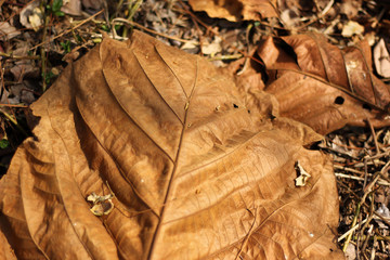 leaf of teak tree