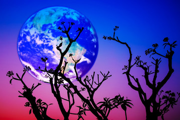 Silhouette of flower and tree on blur Earth background. Elements of this image furnished by NASA