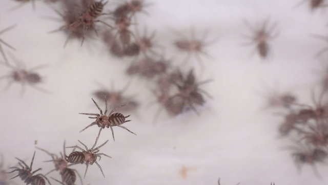 small Funnel-web spider linothele fallax

