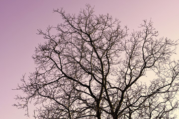 Winter tree in the sunset- Evening scene.
