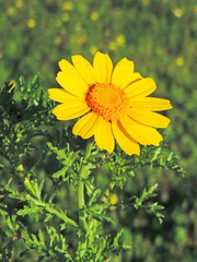 yellow marguerite in a spring flower field