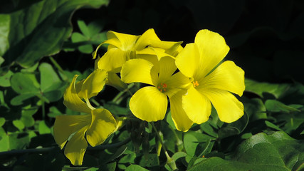 yellow clover on a spring flower field