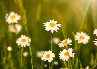 Blooming chamomiles field at sunshine, shallow depth of field