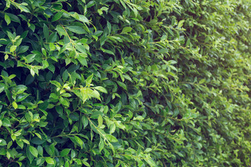 Fototapeta na wymiar natural background, green leaf tree with water dew drops