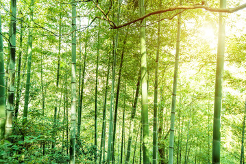 Fototapeta na wymiar Bamboo forest.
