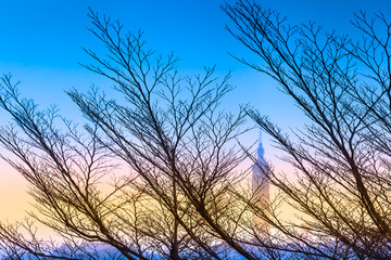 Taipei Blue Winter Scene / Windswept trees and branches without leaves at colorful winter twilight evening in Taipei, Taiwan
