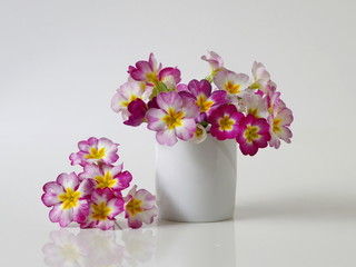 Colorful spring primula, primrose, polyanthus flowers. Floral still life with bouquet of spring primula flowers in a vase.