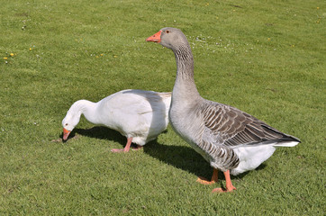 Two geese (Anser anser domesticus), one white and one gray, walking on grass