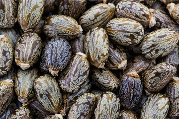 Unique and beautiful plant seeds, closeup nature pattern background