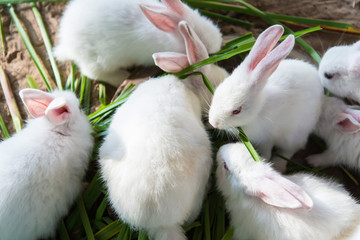 Little white rabbits