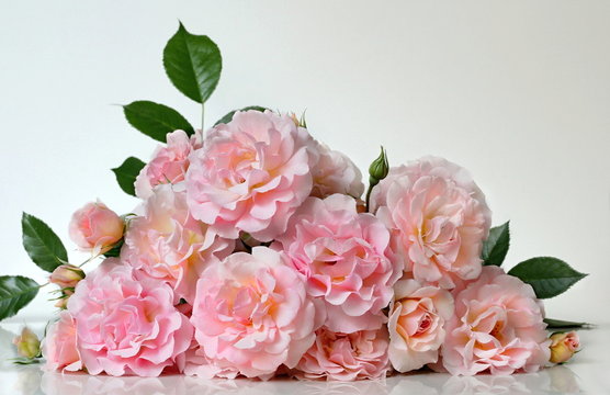 Bunch of pink garden roses. Bouquet of pink roses on a white background.
