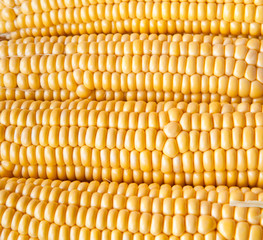 corn background, macro