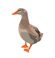 duck. vector illustration