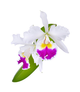 Fototapeta Cattleya orchid hybrids on white background
