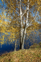 Fototapeta premium Autumn landscape with birches by the river