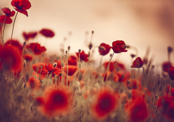Klatschmohn im Fr&uuml;hling