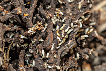 Colony of subterranean termites