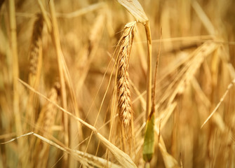 Ripe barley with selective focus and copy space. Barley field or wheat field in the sunset.