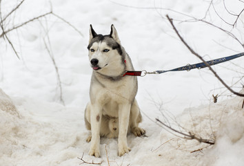 dog snow Siberian husky.