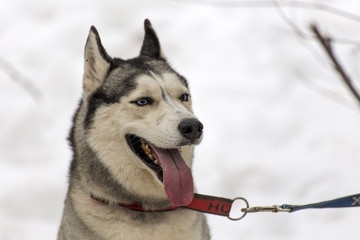 Siberian husky.
