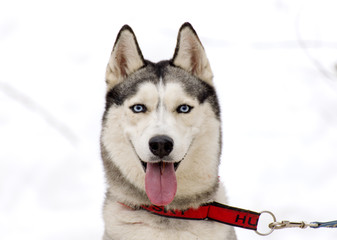the muzzle of the Siberian husky.