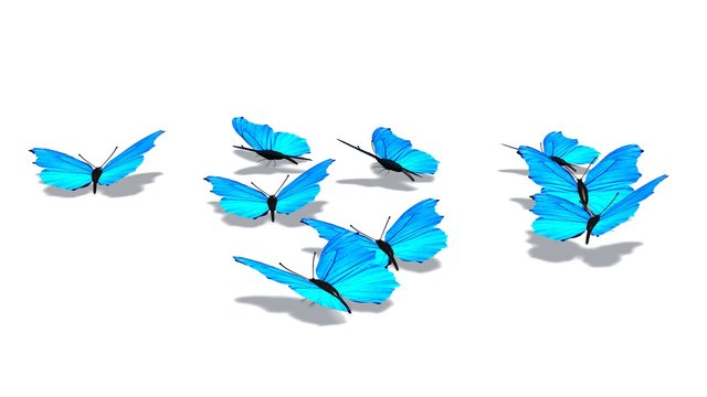 Blue butterflies isolated on white background