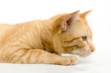 眠り猫