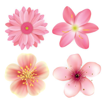 Realistic beautiful pink flowers illustration set