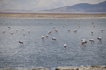 Flamencos comiendo y volando en un lago salado en el desierto de Atacama, Chile