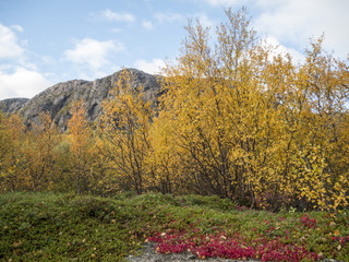 Indean Summer/Herbstbl&uuml;te