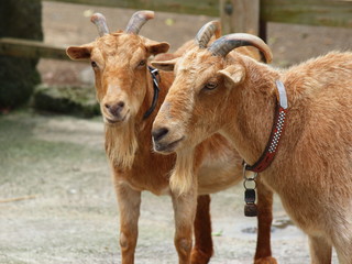 年老いたヤギのペア