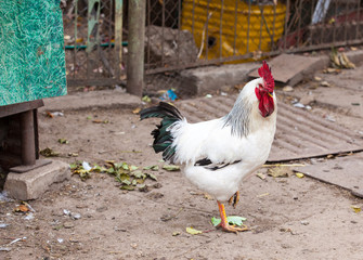 Rooster on traditional free range poultry farm
