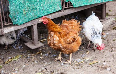 Chickens on traditional free range poultry farm
