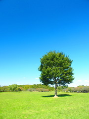 Fototapeta na wymiar 秋の草原と林と立ち木