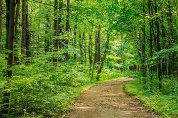 Beautiful Countryside Road Lane Path Way through summer deciduou