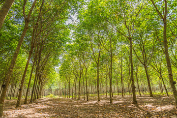 Row of rubber tree farm in HDR filter
