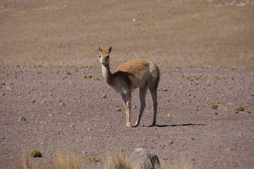 Vicuña en la Cordillera de los Andes, Chile
