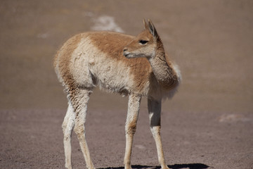Vicuña en la Cordillera de los Andes, Chile