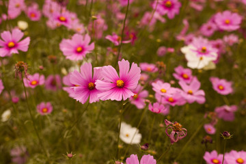 Abatract. Sweet color cosmos flowers in the bokeh texture soft blur with pastel tone for background