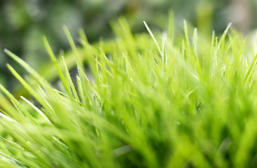 Grass background. Fresh, green grass with selective focus and copy space. 