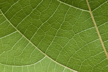Green leaf texture for pattern