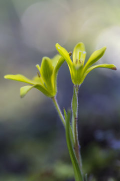 Flor amarilla de encinar