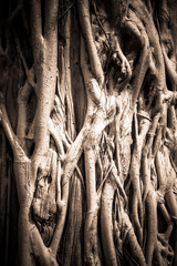 Natural pattern of roots tree with under exposure style