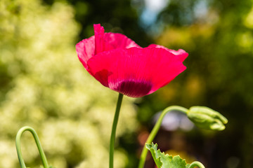 Red poppy in a summer meadow on sunny day