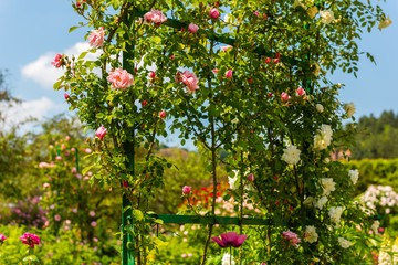Fototapeta premium Bush of beautiful roses in a garden