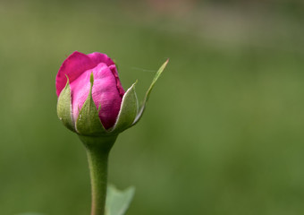 closed Bud of a pink rose