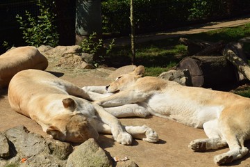 Sleeping lions 
