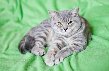 Grey British Cat lying on mint green blanket